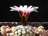 Thumbnail of 1761_Turbinicarpus valdezianus noerdl. Saltillo_20170403_02(1).JPG
